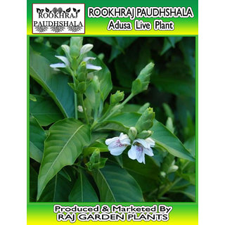 Rookhraj Paudhshala Adulsa Plant, Adusa, Justicia Adhatoda