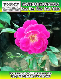 Rookhraj Paudhshala Desi Gulab (Khushbhudar) Live Plant, Rose Plant