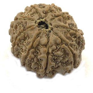 9 Mukhi Rudraksha Natural & Original Shiv Beads For Astrological Purpsoe By Ceylonmine 9 Mukhi Rudraksha Natural & Original Shiv Beads For Astrological Purpsoe By Ceylonmine
