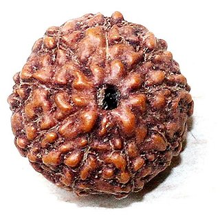                       9 Mukhi Rudraksha Beads Natural Shiv Shakti Beads For Astrologica                                              
