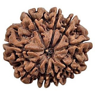                       Natural 9 Mukhi Face Rudraksha Beads Certified Beads Shiv Shakti                                              