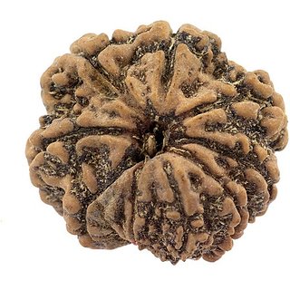 9 Mukhi Rudraksha Beads Natural & 100% Original Shiv Shakti Beads By Ceylonmine 9 Mukhi Rudraksha Beads Natural & 100% Original Shiv Shakti Beads By Ceylonmine