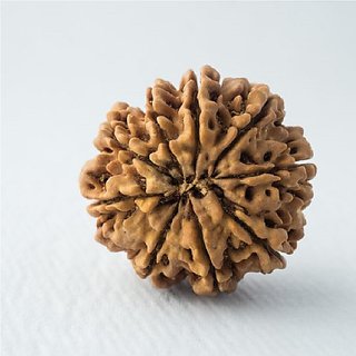Rudraksha Beads Natural 9 Mukhi Rudraksha Shiv Shakti Beads For Rudraksha Beads Natural 9 Mukhi Rudraksha Shiv Shakti Beads For