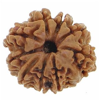                       9 Face Rudraksha Bead Original & Natural Moksha Shiv Beads For Unisex By Ceylonmine                                                