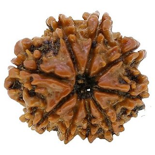 Natural 9 Mukhi/ Face Rudraksha Beads Original & Certified Beads ( Shiv Shakti ) By Ceylonmine Natural 9 Mukhi/ Face Rudraksha Beads Original & Certified Beads ( Shiv Shakti ) By Ceylonmine
