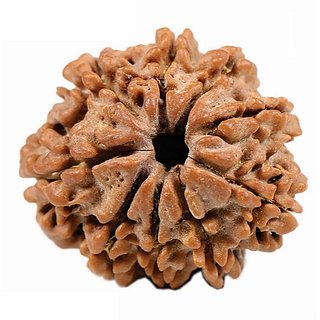 Natural 9 Mukhi/ Face Rudraksha Beads Original & Certified Beads ( Shiv Shakti ) By Ceylonmine Natural 9 Mukhi/ Face Rudraksha Beads Original & Certified Beads ( Shiv Shakti ) By Ceylonmine