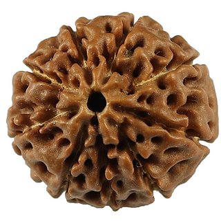                       9 Face Rudraksha Bead Original & Natural Moksha Shiv Beads For Unisex By Ceylonmine                                                