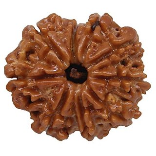 9 Mukhi Rudraksha Beads Natural & Original Shiv Shakti Beads For Astrological Purpose By Ceylonmine 9 Mukhi Rudraksha Beads Natural & Original Shiv Shakti Beads For Astrological Purpose By Ceylonmine