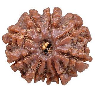 Nine Face Rudraksha Beads Certified Shiv Beads Rudr For Women Me