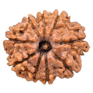                       Rudraksha Beads Natural  Original 9 Mukhi Rudraksha ( Shiv Shakti Beads ) For Unisex By Ceylonmine                                              