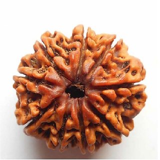                       9 Face Rudraksha Bead Original  Natural Moksha Shiv Beads For Unisex By Ceylonmine                                              