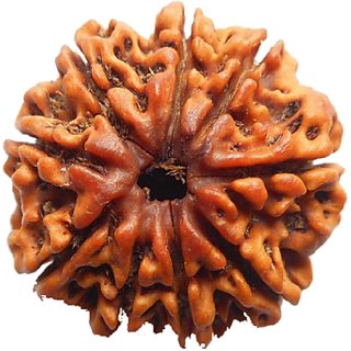 9 Mukhi Rudraksha Beads Natural 100 Original Shiv Shakti Beads By Ceylonmine 9 Mukhi Rudraksha Beads Natural 100 Original Shiv Shakti Beads By Ceylonmine