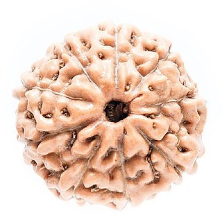 Natural 9 Mukhi/ Face Rudraksha Beads Original & Certified Beads ( Shiv Shakti ) By Ceylonmine Natural 9 Mukhi/ Face Rudraksha Beads Original & Certified Beads ( Shiv Shakti ) By Ceylonmine