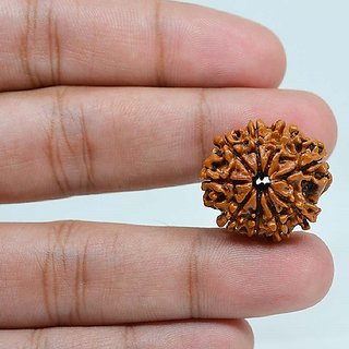 Natural 9 Mukhi/ Face Rudraksha Beads Original Certified Beads ( Shiv Shakti ) By Ceylonmine Natural 9 Mukhi/ Face Rudraksha Beads Original Certified Beads ( Shiv Shakti ) By Ceylonmine