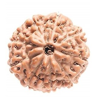                       9 Face Rudraksha Bead Original  Natural Moksha Shiv Beads For Unisex By Ceylonmine                                              
