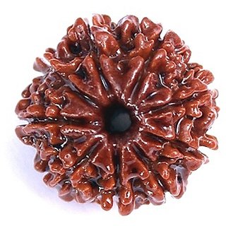 9 Mukhi Rudraksha Beads Natural 100 Original Shiv Shakti Beads By Ceylonmine 9 Mukhi Rudraksha Beads Natural 100 Original Shiv Shakti Beads By Ceylonmine