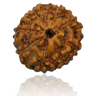 Nine Face Rudraksha Beads Original Certified Shiv Beads Rudr For Women Men By Ceylonmine Nine Face Rudraksha Beads Original Certified Shiv Beads Rudr For Women Men By Ceylonmine