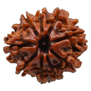                       9 Face Rudraksha Bead Original  Natural Moksha Shiv Beads For Unisex By Ceylonmine                                              