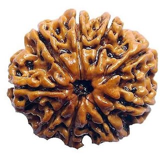                       Ceylonmine Rudraksha Beads Certified 9 Mukhi Mokash Shiv Beads Fo                                              