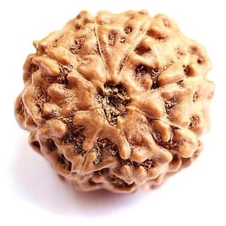 Eight Face Rudraksha Beads Original Certified Shiv Beads Rudr For Women Men By Ceylonmine Eight Face Rudraksha Beads Original Certified Shiv Beads Rudr For Women Men By Ceylonmine