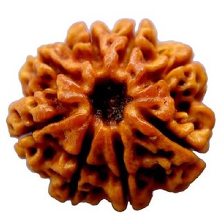                       8 Face Rudraksha Bead Natural Moksha Shiv Beads For Unisex By Cey                                              