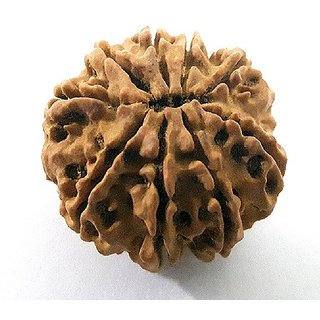 Natural 9 Mukhi/ Face Rudraksha Beads Original Certified Beads ( Shiv Shakti ) By Ceylonmine Natural 9 Mukhi/ Face Rudraksha Beads Original Certified Beads ( Shiv Shakti ) By Ceylonmine