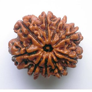 Rudraksha Beads Natural Original 9 Mukhi Rudraksha ( Shiv Shakti Beads ) For Unisex By Ceylonmine Rudraksha Beads Natural Original 9 Mukhi Rudraksha ( Shiv Shakti Beads ) For Unisex By Ceylonmine