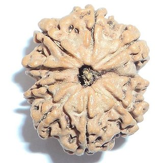                       Natural 9 Mukhi/ Face Rudraksha Beads Original  Certified Beads ( Shiv Shakti ) By Ceylonmine                                              