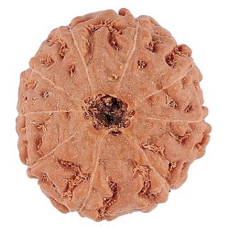 Rudraksha Beads Natural Original 9 Mukhi Rudraksha ( Shiv Shakti Beads ) For Unisex By Ceylonmine Rudraksha Beads Natural Original 9 Mukhi Rudraksha ( Shiv Shakti Beads ) For Unisex By Ceylonmine