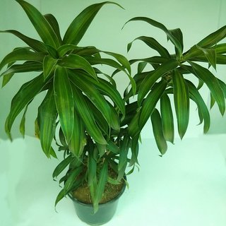 Buy Rich Shine Dracaena Reflexa Green Live Plant Song Of India Online Get 63 Off