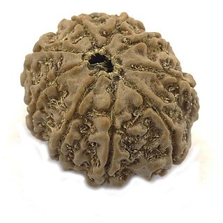 CEYLONMINE 9 mukhi rudraksha natural & original shiv beads for astrological purpose CEYLONMINE 9 mukhi rudraksha natural & original shiv beads for astrological purpose