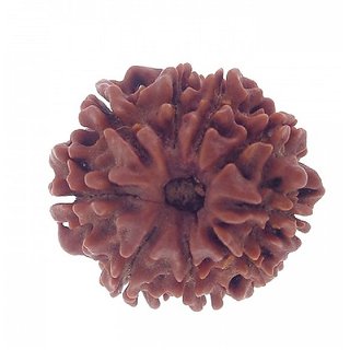 CEYLONMINE 9 mukhi rudraksha beads natural & original shiv shakti beads for astrological purpose CEYLONMINE 9 mukhi rudraksha beads natural & original shiv shakti beads for astrological purpose
