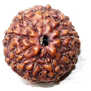 CEYLONMINE 9 mukhi rudraksha beads natural & original shiv shakti beads for astrological purpose CEYLONMINE 9 mukhi rudraksha beads natural & original shiv shakti beads for astrological purpose