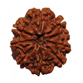 CEYLONMINE nine face rudraksha beads original & certified shiv beads rudr for women & men CEYLONMINE nine face rudraksha beads original & certified shiv beads rudr for women & men