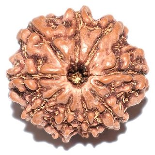 CEYLONMINE original rudraksha beads 9 mukhi/face shiv shakti beads lab certified rudra beads for unisex CEYLONMINE original rudraksha beads 9 mukhi/face shiv shakti beads lab certified rudra beads for unisex