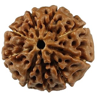 CEYLONMINE 9 face rudraksha bead original & natural moksha shiv beads for unisex CEYLONMINE 9 face rudraksha bead original & natural moksha shiv beads for unisex