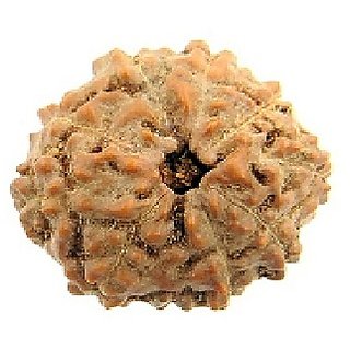 Ceylonmine Rudraksha Beads Natural 9 Mukhi Rudraksha Shiv Shakti Ceylonmine Rudraksha Beads Natural 9 Mukhi Rudraksha Shiv Shakti