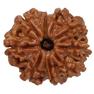 CEYLONMINE 9 mukhi rudraksha beads natural & original shiv shakti beads for astrological purpose CEYLONMINE 9 mukhi rudraksha beads natural & original shiv shakti beads for astrological purpose