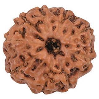 CEYLONMINE natural 9 mukhi/ face rudraksha beads original & certified beads ( shiv shakti ) CEYLONMINE natural 9 mukhi/ face rudraksha beads original & certified beads ( shiv shakti )