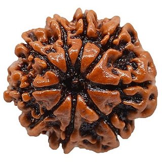 Ceylonmine 9 Mukhi Rudraksha Beads Natural 100 Shiv Shakti Beads Ceylonmine 9 Mukhi Rudraksha Beads Natural 100 Shiv Shakti Beads