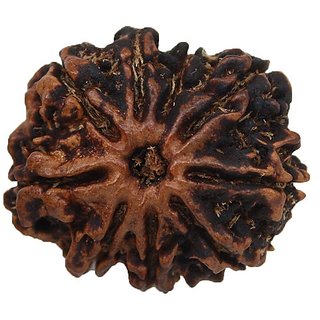 CEYLONMINE original rudraksha beads 9 mukhi/face shiv shakti beads lab certified rudra beads for unisex CEYLONMINE original rudraksha beads 9 mukhi/face shiv shakti beads lab certified rudra beads for unisex
