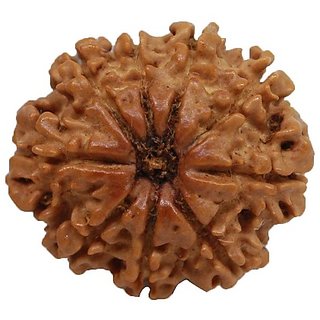                       CEYLONMINE 9 face rudraksha bead original & natural moksha shiv beads for unisex                                              