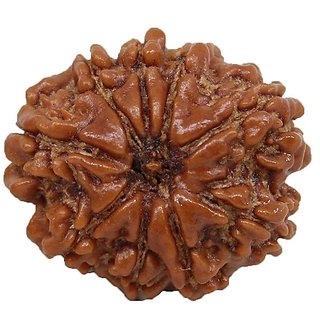 Ceylonmine Rudraksha Beads Natural 9 Mukhi Rudraksha Shiv Shakti Ceylonmine Rudraksha Beads Natural 9 Mukhi Rudraksha Shiv Shakti