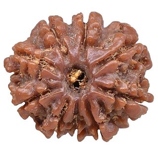 Ceylonmine Nine Face Rudraksha Beads Certified Shiv Beads Rudr Fo Ceylonmine Nine Face Rudraksha Beads Certified Shiv Beads Rudr Fo