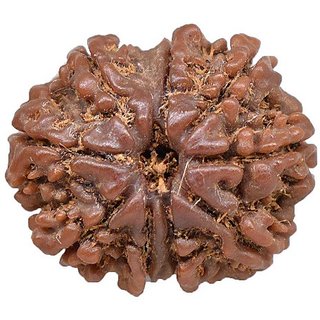                       Ceylonmine 9 Face Rudraksha Bead Natural Moksha Shiv Beads For Un                                              