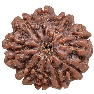                       CEYLONMINE shiv shakti 9 mukhi rudraksha beads original  natural rudra bead                                              