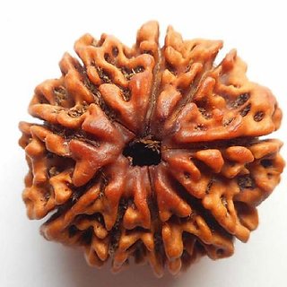                       CEYLONMINE 9 mukhi rudraksha beads natural  100 original shiv shakti beads                                              