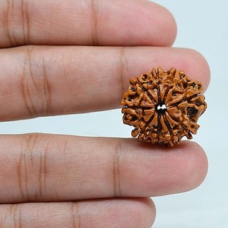                       CEYLONMINE natural 9 mukhi/ face rudraksha beads original  certified beads ( shiv shakti )                                              