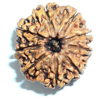 CEYLONMINE natural 9 mukhi/ face rudraksha beads original certified beads ( shiv shakti ) CEYLONMINE natural 9 mukhi/ face rudraksha beads original certified beads ( shiv shakti )