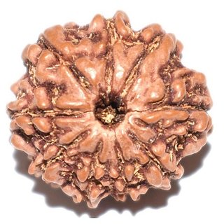                       CEYLONMINE 9 face rudraksha bead original  natural moksha shiv beads for unisex                                              